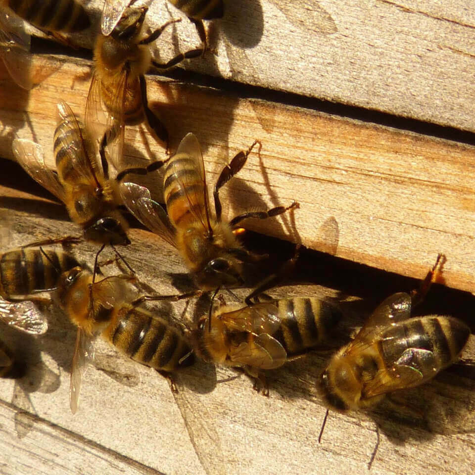 Spaní na včelách ubytování ve včelíně