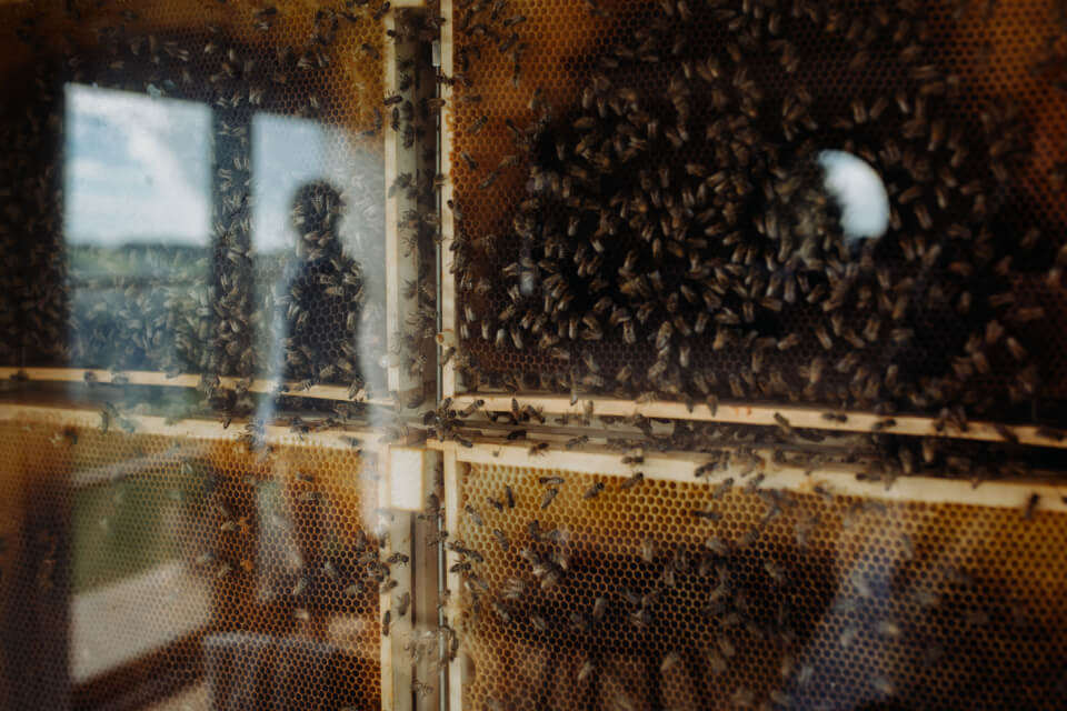 Spaní na včelách ubytování ve včelíně